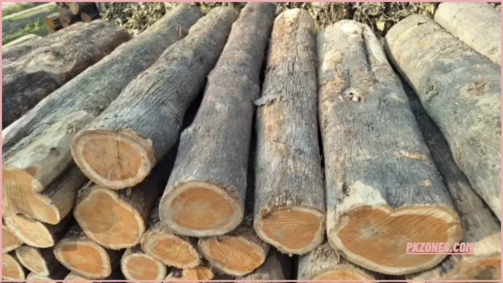 Wood Rate in Pakistan
