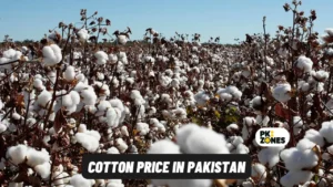 Read more about the article Cotton Price in Pakistan – Today Phutti Rate 2024